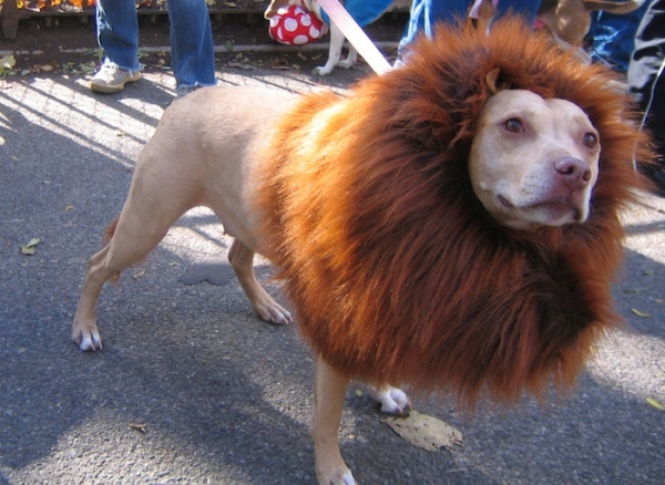 Cachorro com juba de leão